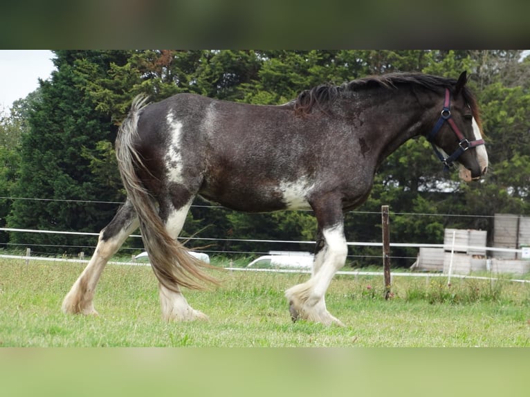 Shire Horse Jument 14 Ans 178 cm Noir in Sint-Annaland