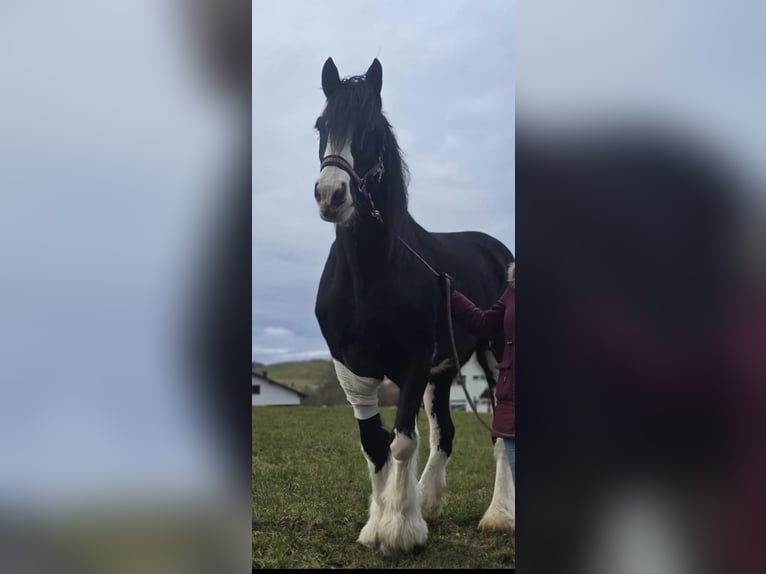 Shire Horse Jument 14 Ans 180 cm Noir in Ried im Innkreis