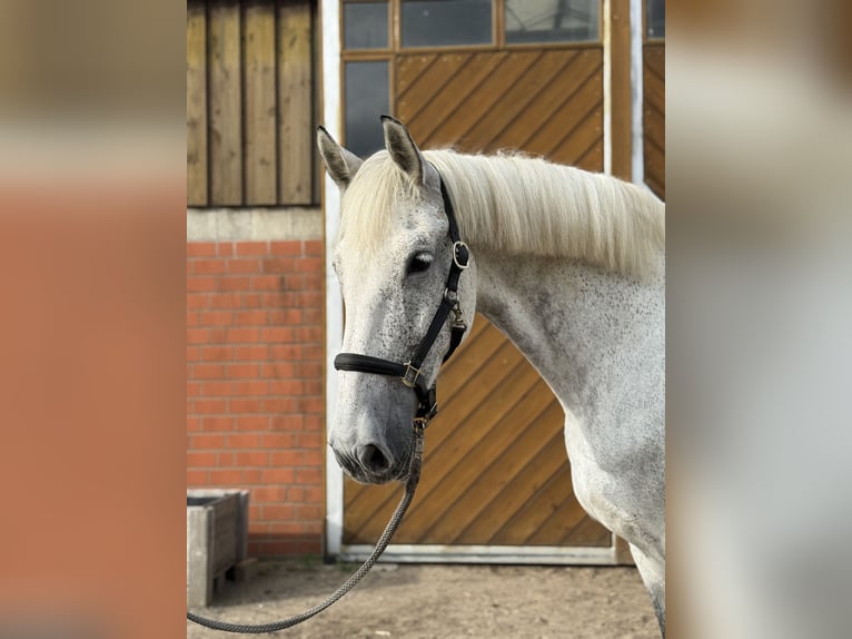 Shire Horse Croisé Jument 14 Ans 188 cm Gris pommelé in Groß Rönnau