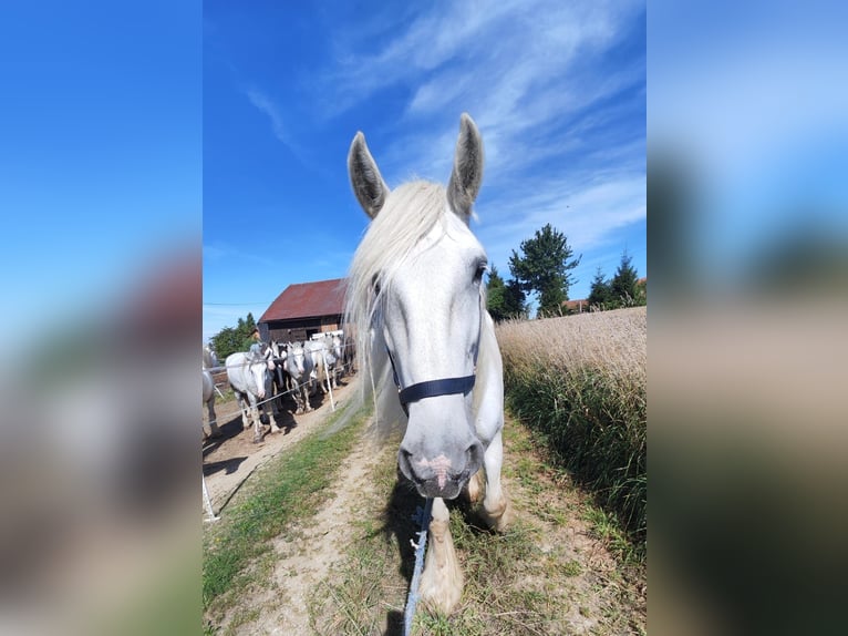 Shire Horse Jument 15 Ans 176 cm Gris in Ried im Innkreis