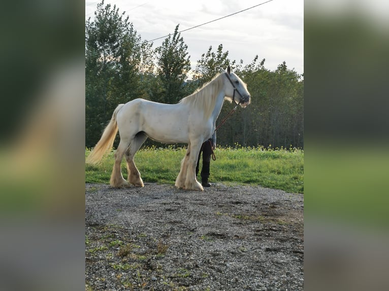 Shire Horse Jument 16 Ans 169 cm Gris in Ried im Innkreis
