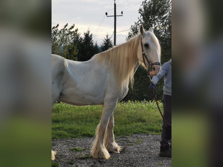 Shire Horse Jument 16 Ans 169 cm Gris in Ried im Innkreis