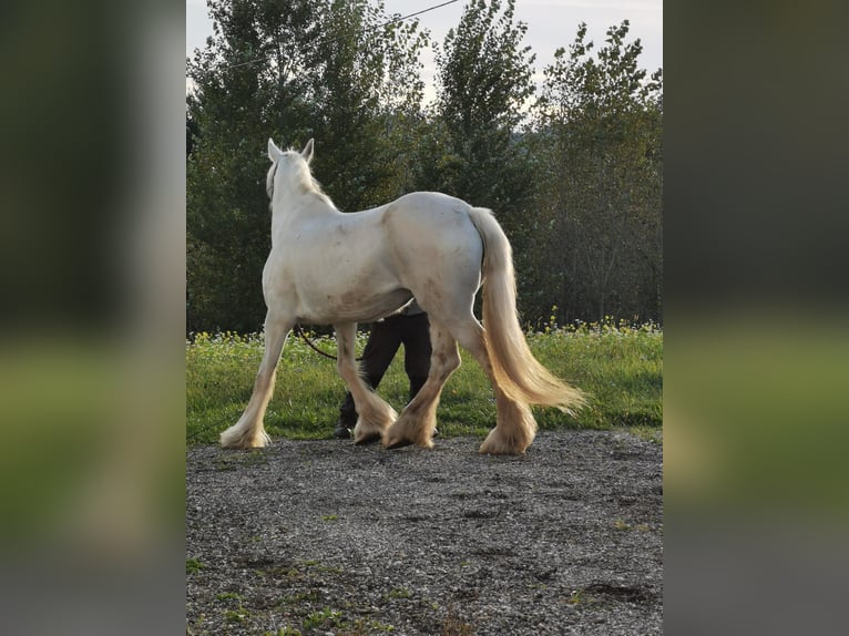 Shire Horse Jument 16 Ans 169 cm Gris in Ried im Innkreis