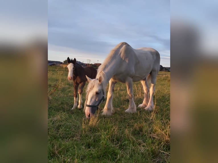 Shire Horse Jument 16 Ans 169 cm Gris in Ried im Innkreis