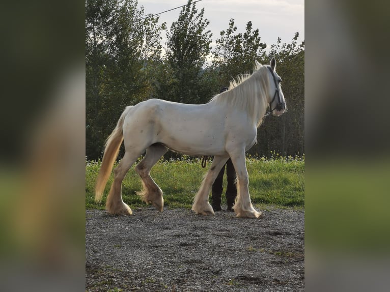 Shire Horse Jument 16 Ans 169 cm Gris in Ried im Innkreis