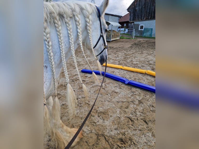 Shire Horse Jument 16 Ans 173 cm Gris in Ried im Innkreis