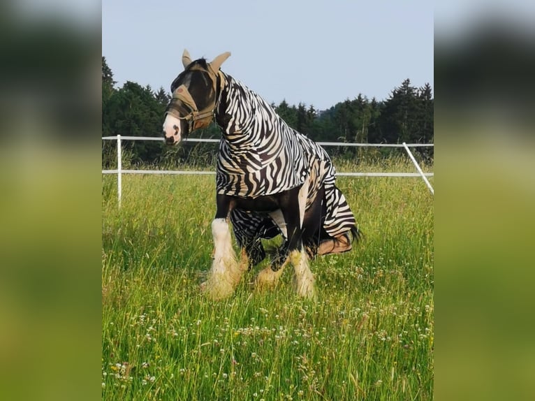 Shire Horse Jument 16 Ans 175 cm Bai in Bad F&#xFC;ssing