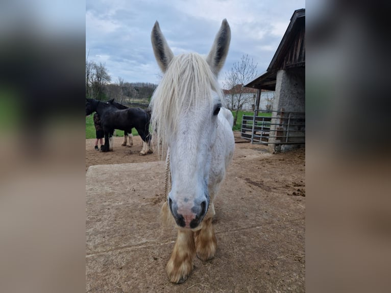 Shire Horse Jument 16 Ans 180 cm Gris in Ried im Innkreis Shire Horse Jument 16 Ans 180 cm Gris in Ried im Innkreis