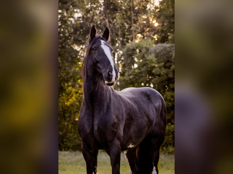 Shire Horse Jument 16 Ans 188 cm Noir in München