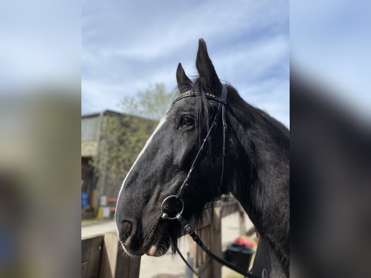 Shire Horse Jument 16 Ans 188 cm Noir in München