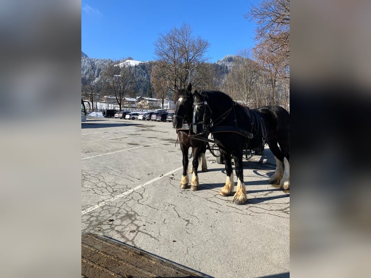 Shire Horse Jument 16 Ans Noir in Kitzbühel