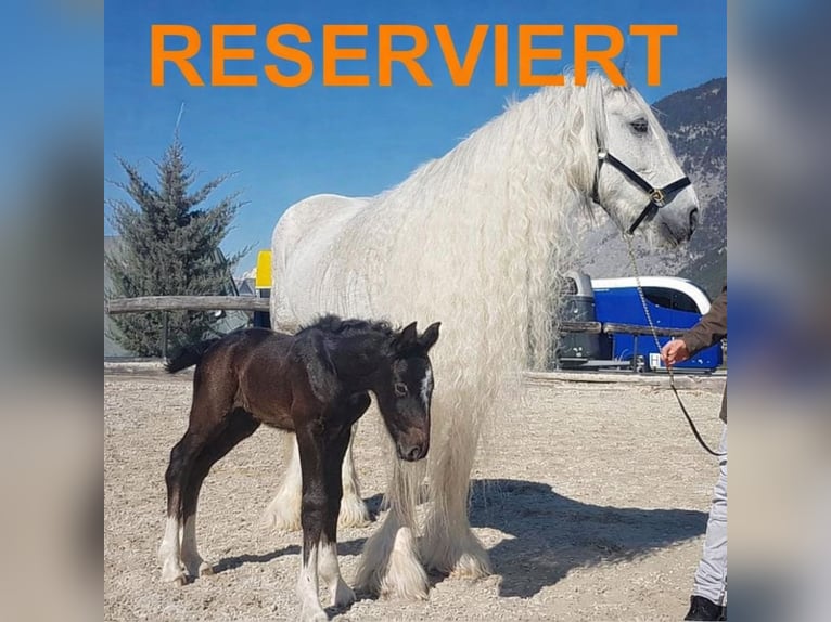 Shire Horse Jument 17 Ans 173 cm Gris in Ried im Innkreis