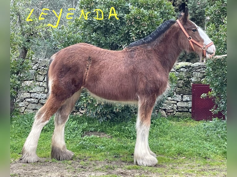Shire Horse Jument 1 Année 152 cm Bai in Casales, Los (Finca)