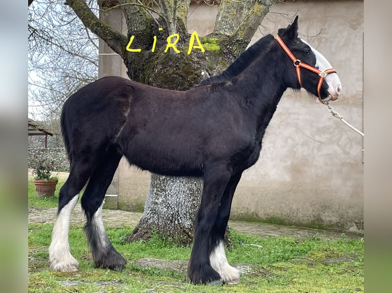 Shire Horse Jument 1 Année 155 cm Noir in FINCA LOS CAÑALES