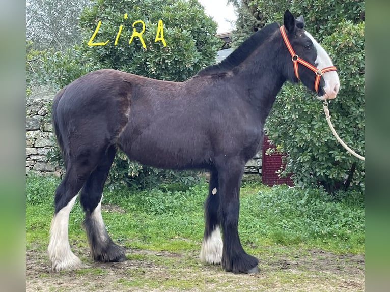 Shire Horse Jument 1 Année 155 cm Noir in FINCA LOS CAÑALES