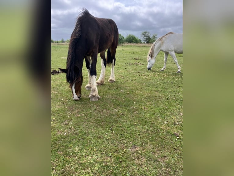 Shire Horse Jument 1 Année 160 cm Bai brun in Nordenham
