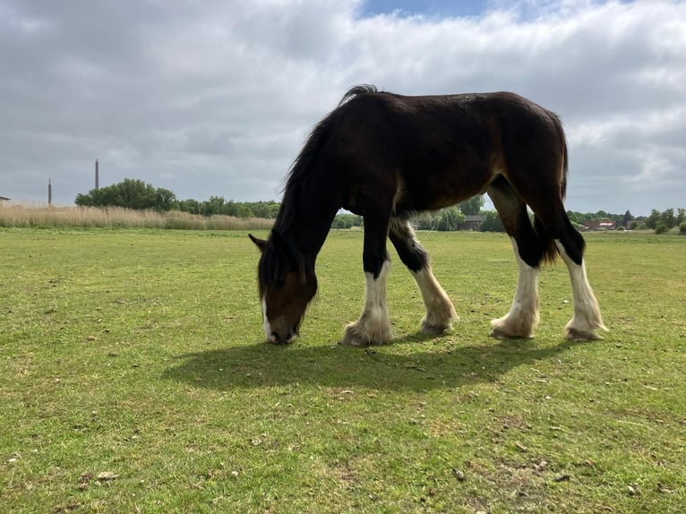 Shire Horse Jument 1 Année 160 cm Bai brun in Nordenham