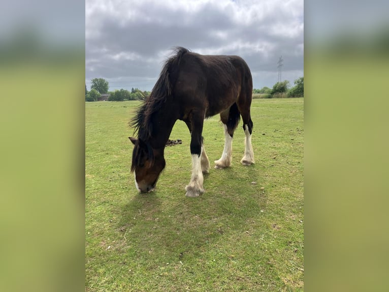 Shire Horse Jument 1 Année 160 cm Bai brun in Nordenham