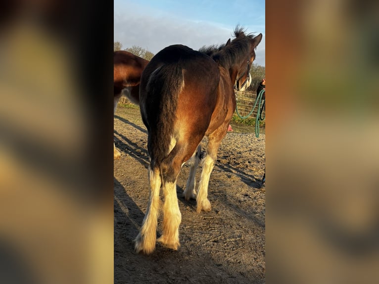 Shire Horse Jument 1 Année 180 cm Bai brun in Wittmund Leerhafe