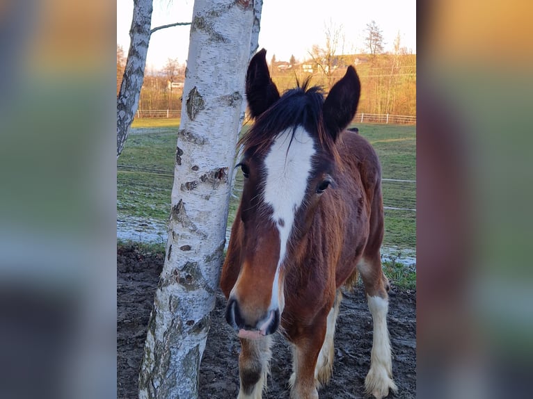 Shire Horse Jument 1 Année 185 cm Bai in Bad F&#xFC;ssing