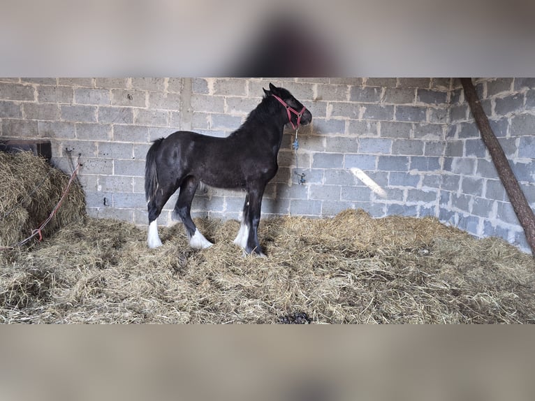 Shire Horse Jument 1 Année 185 cm Noir in Obrąb