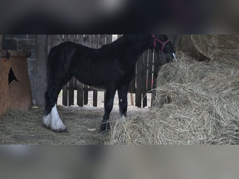Shire Horse Jument 1 Année 185 cm Noir in Obrąb