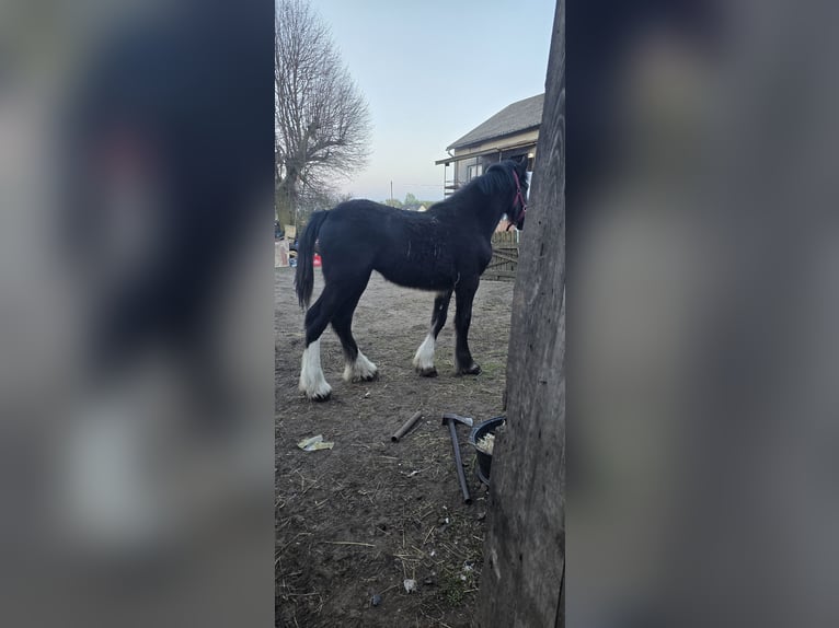 Shire Horse Jument 1 Année 185 cm Noir in Obrąb
