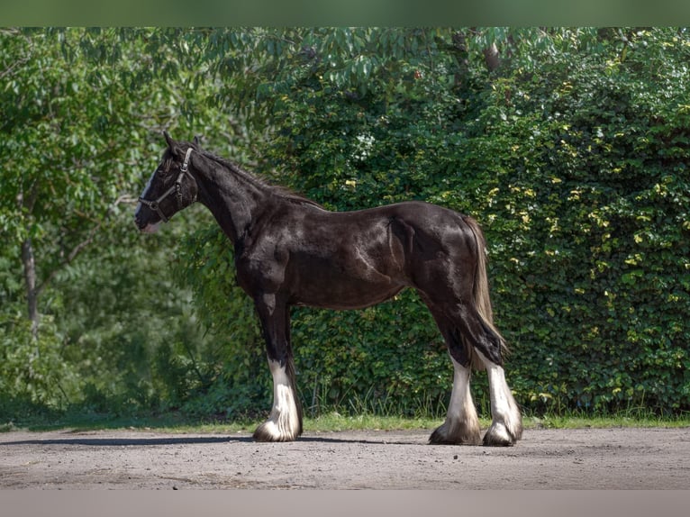 Shire Horse Jument 1 Année 185 cm Pinto in Kolberg
