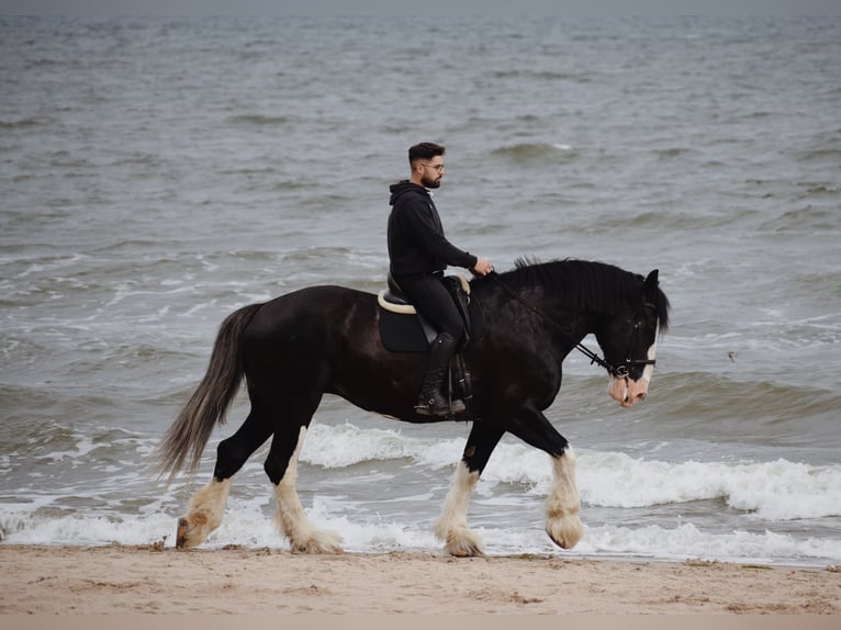 Shire Horse Jument 1 Année 185 cm Pinto in Kolberg