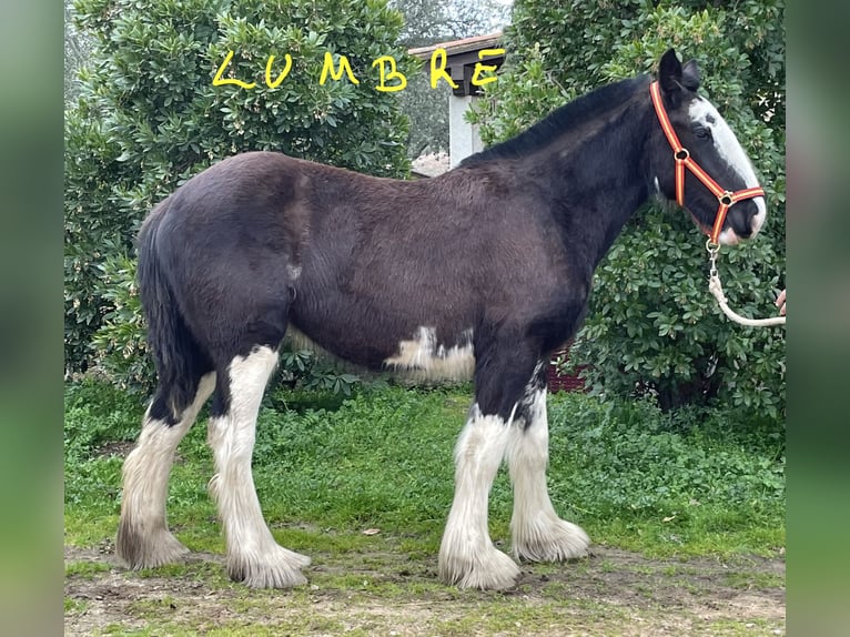 Shire Horse Jument 1 Année  in YECLA DE YELTES