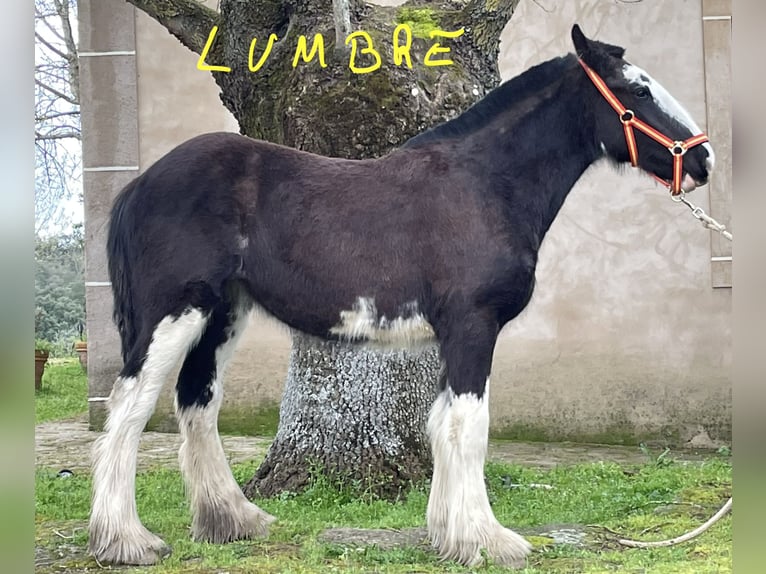 Shire Horse Jument 1 Année  in YECLA DE YELTES