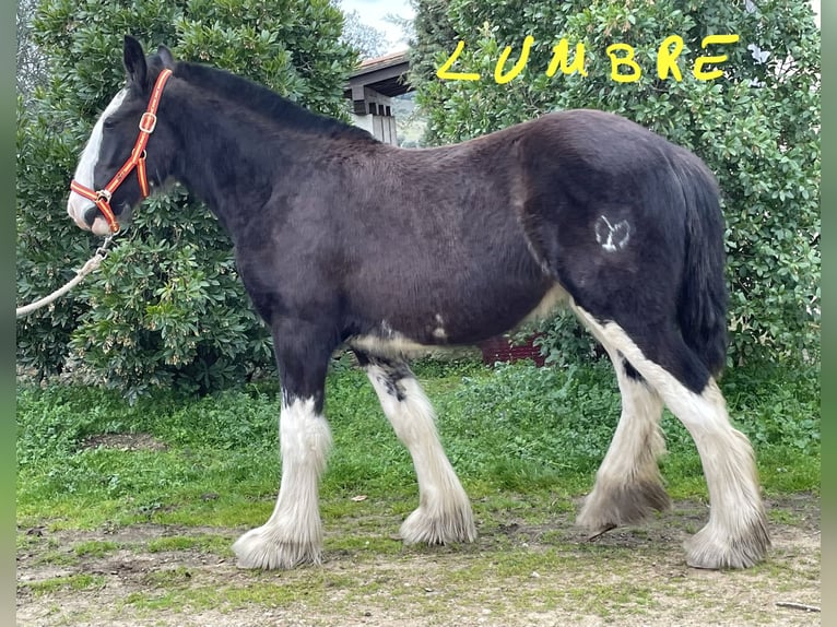 Shire Horse Jument 1 Année  in YECLA DE YELTES