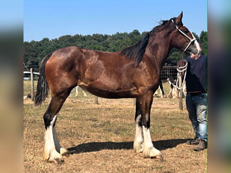 Shire Horse Jument 1 Année  in whitegate