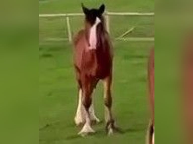 Shire Horse Jument 1 Année in marbury