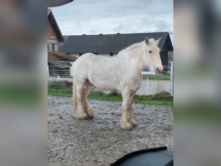 Shire Horse Jument 23 Ans 179 cm Gris in Ried im Innkreis