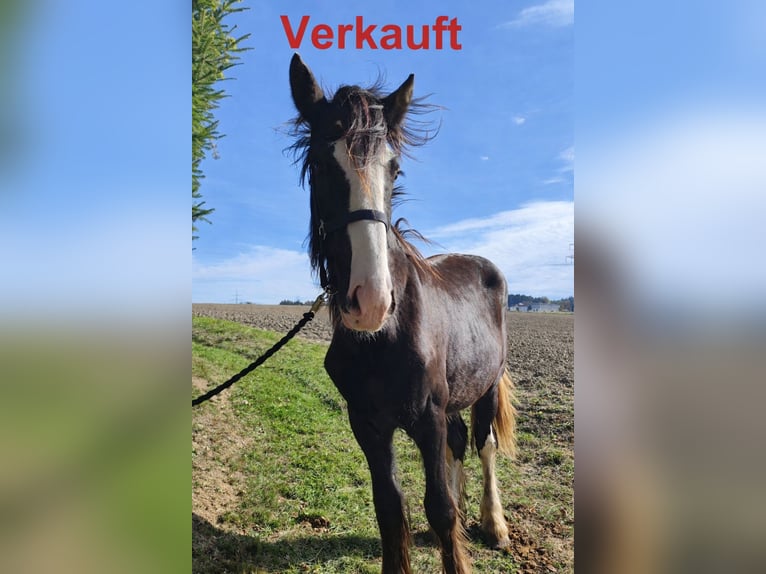 Shire Horse Jument 2 Ans 169 cm Bai brun in Ried im Innkreis