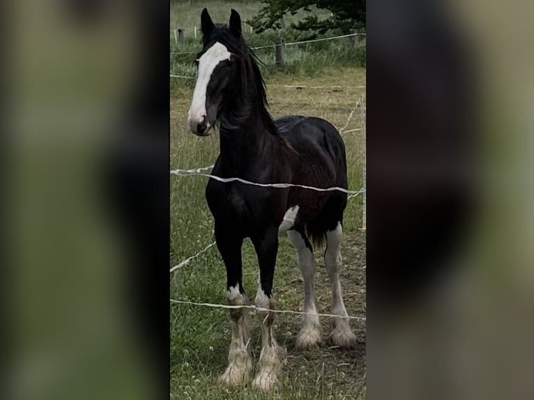 Shire Horse Jument 2 Ans 170 cm Noir in Biberach an der Riß Bergerhausen