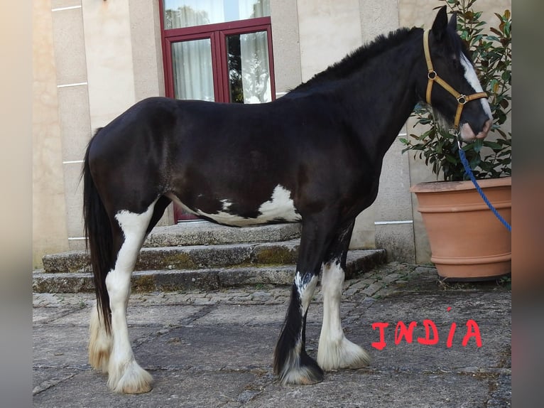 Shire Horse Jument 2 Ans 175 cm Noir in Yecla De Yeltes