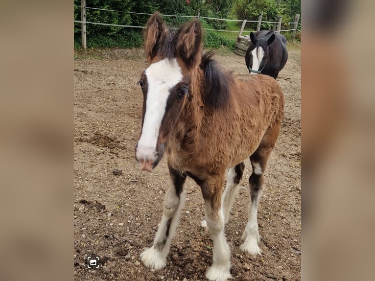 Shire Horse Jument 2 Ans 180 cm Bai in Salzburg