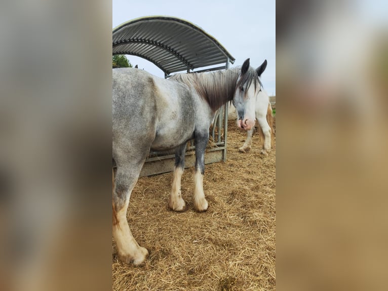 Shire Horse Jument 2 Ans 180 cm Gris in Ried im Innkreis