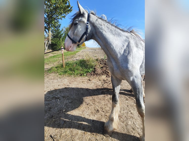 Shire Horse Jument 2 Ans 180 cm Gris in Ried im Innkreis