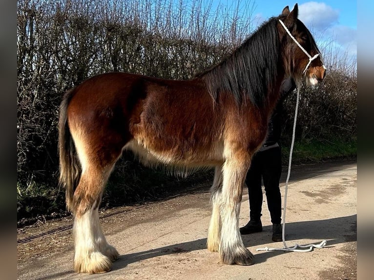 Shire Horse Jument 2 Ans in whitegate Shire Horse Jument 2 Ans in whitegate