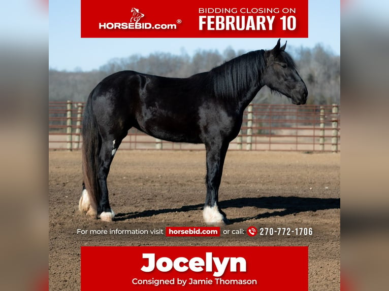 Shire Horse Jument 3 Ans 168 cm Noir in Auburn, KY