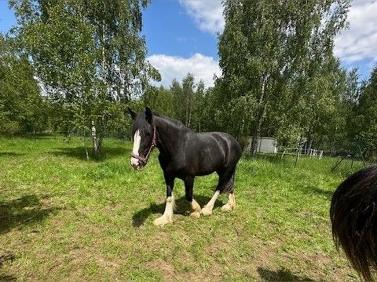 Shire Horse Jument 3 Ans Noir in Klodzko