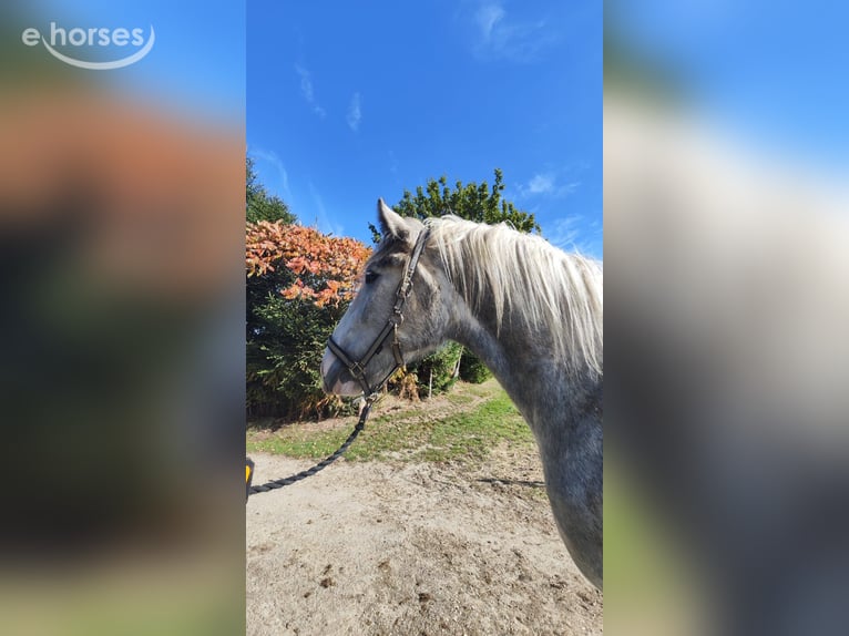 Shire Horse Jument 4 Ans 177 cm Gris in Eferding