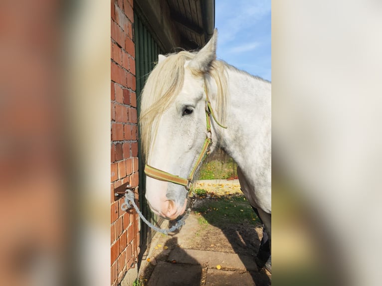 Shire Horse Jument 4 Ans 182 cm Gris in Ried im Innkreis Shire Horse Jument 4 Ans 182 cm Gris in Ried im Innkreis