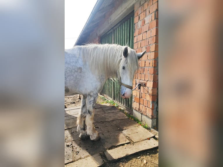 Shire Horse Jument 4 Ans 182 cm Gris in Ried im Innkreis Shire Horse Jument 4 Ans 182 cm Gris in Ried im Innkreis