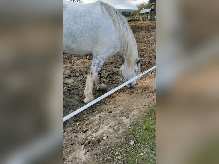 Shire Horse Jument 4 Ans 182 cm Gris in Ried im Innkreis Shire Horse Jument 4 Ans 182 cm Gris in Ried im Innkreis