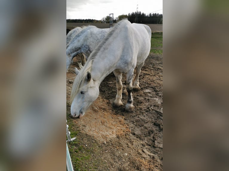 Shire Horse Jument 4 Ans 182 cm Gris in Ried im Innkreis Shire Horse Jument 4 Ans 182 cm Gris in Ried im Innkreis