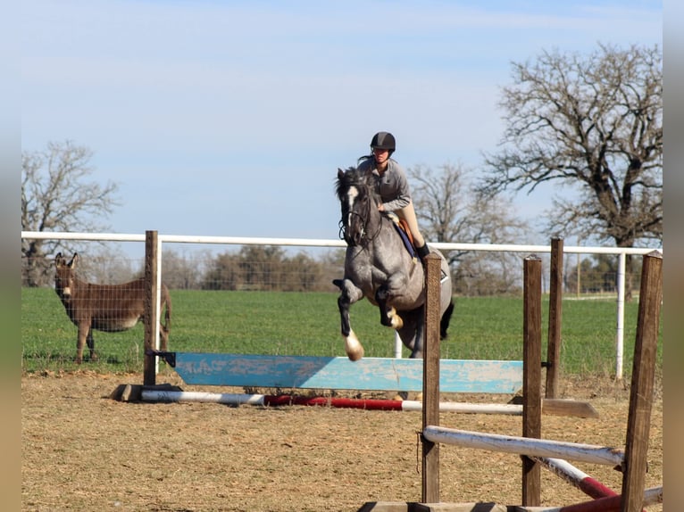 Shire Horse Jument 5 Ans 160 cm Rouan Bleu in Stephenville, TX